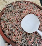 南方大面积死虾，真是弧菌惹的祸？频繁消毒杀